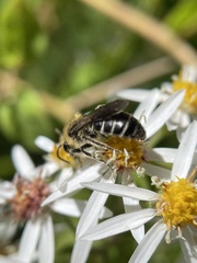 Andrena asteris
