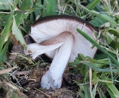 Pluteus exilis
