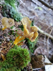 Craterellus lutescens