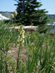 Pedicularis contorta