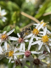 Andrena asteris