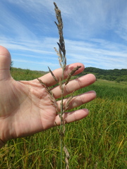 Poa eminens