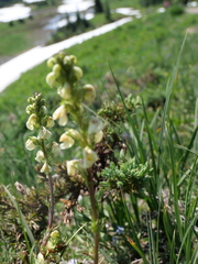 Pedicularis contorta