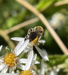 Andrena asteris