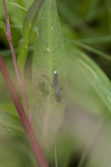 Ichneumonoidea