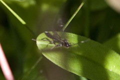Ichneumonoidea