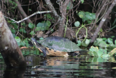 Pseudemys