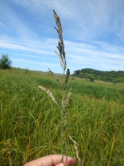 Poa eminens
