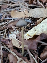 Strobilurus esculentus