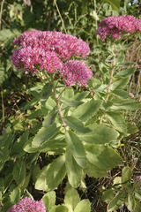 Hylotelephium maximum × spectabile