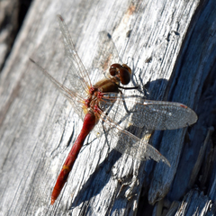 Sympetrum pallipes