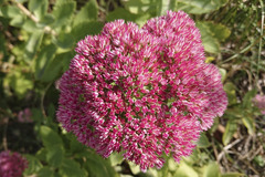 Hylotelephium maximum × spectabile