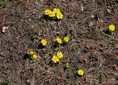 Ranunculus eschscholtzii