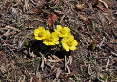 Ranunculus eschscholtzii