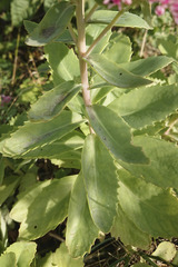 Hylotelephium maximum × spectabile