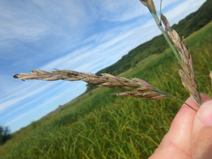 Poa eminens