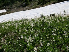 Erythronium montanum