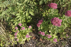 Hylotelephium maximum × spectabile