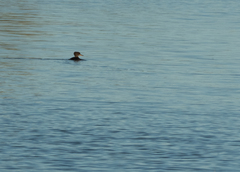 Lophodytes cucullatus