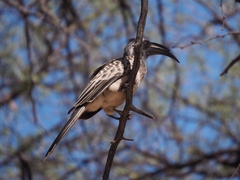 Lophoceros nasutus
