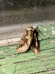 Allophyes oxyacanthae