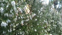 Erica lusitanica