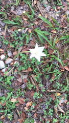 Zephyranthes chlorosolen