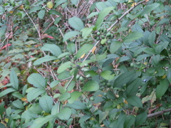 Ligustrum obtusifolium