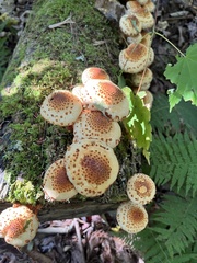Pholiota squarrosoides