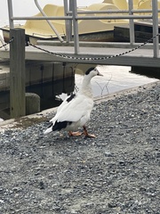 Anas platyrhynchos × Cairina moschata