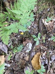 Thamnophis sirtalis pallidulus