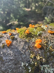 Pholiota squarrosoides