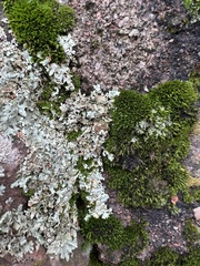 Xanthoparmelia cumberlandia