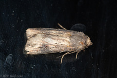 Agrotis ipsilon