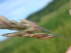 Poa eminens