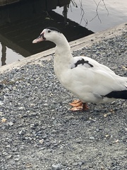 Anas platyrhynchos × Cairina moschata