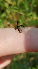 Pelecinobaccha costata