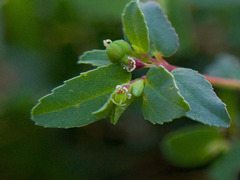 Euphorbia vermiculata