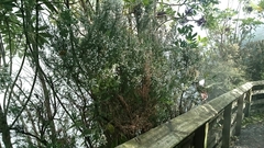 Erica lusitanica