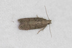 Hypatima