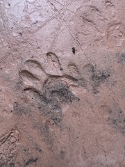 Spilogale gracilis