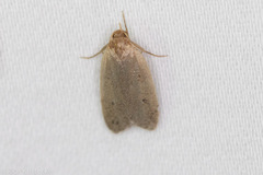 Inga obscuromaculella