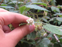 Rubus sachalinensis