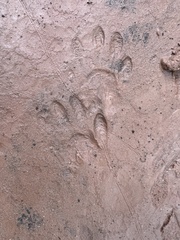 Spilogale gracilis
