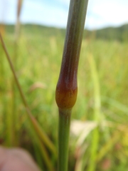 Poa eminens