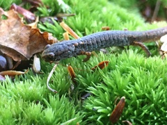 Hemidactylium scutatum