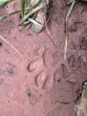 Spilogale gracilis