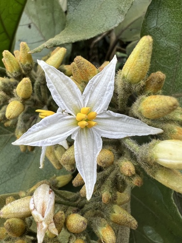 Solanum asperolanatum