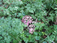 Phytomyza spondylii group