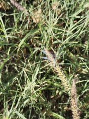 Erythrodiplax basifusca